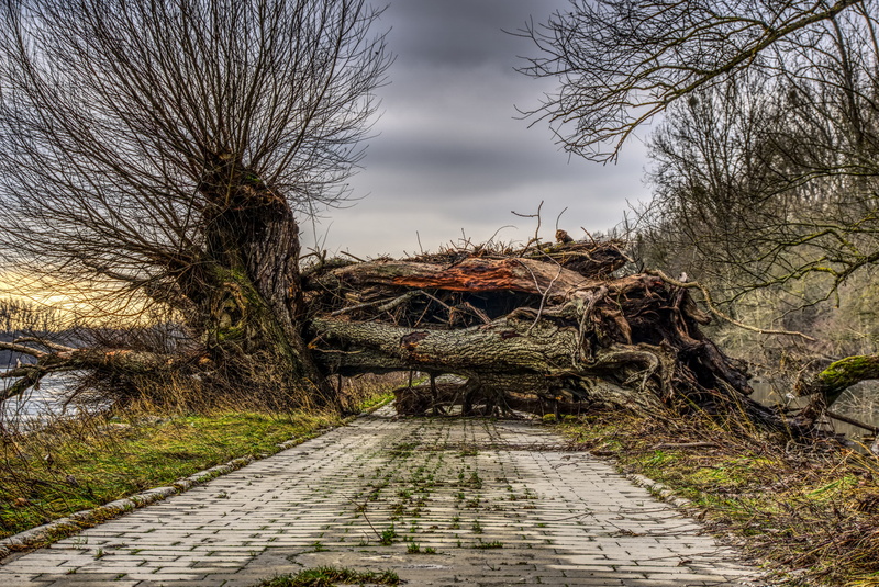 log, nature, palatinate forest, fell down, footpath, wall route, cloud - sky, stop, tranquility, containing, scenic, high water, devastated, day, scenics - nature