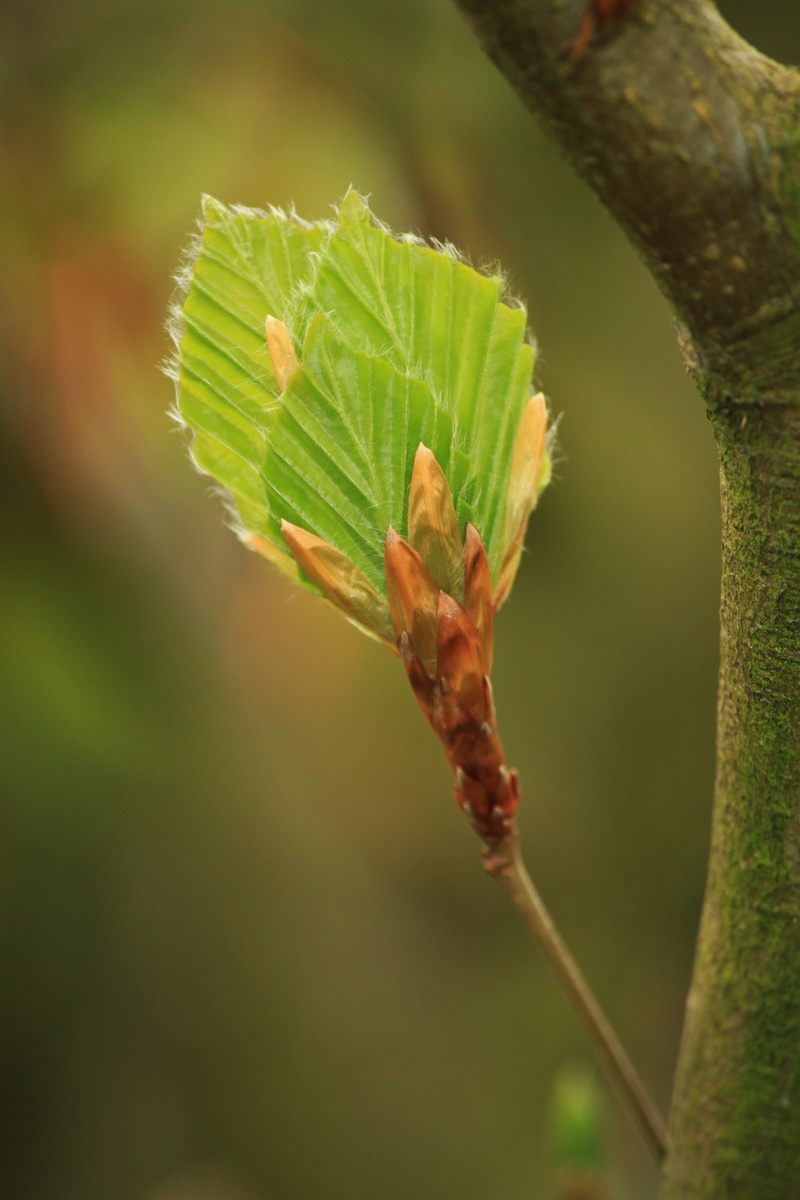 beginnings, bright, live new, tree, yellow, twig, green color, structure, green, deciduous tree, sprout, outdoors, day, beech leaves, close-up, spring