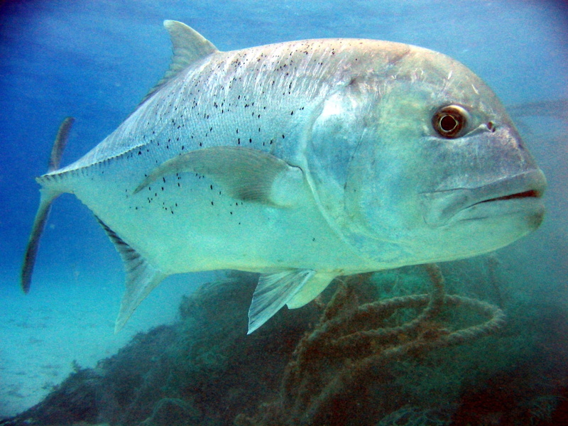 trevally, aquarium, swimming, sea Life, animal wildlife, undersea, nature, vertebrate, animal, tank, close-up, giant trevally, animal themes, scuba Diving