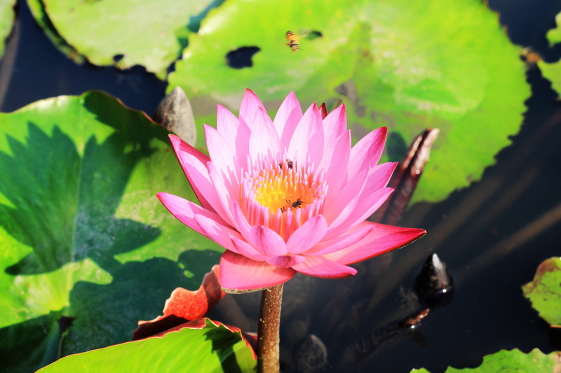 growth, flower Head, single, no people, background, assorted, lotus, close, bloom, summer, green, outdoors, plant part, sunlight, meditation, vulnerability