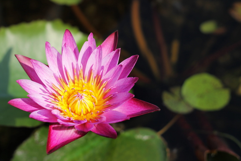 assorted, single, 4K, pond, close, plant science, outdoors, springtime, water, plant, bloom, pollen, nature, lotus, by nature, outdoor, inflorescence