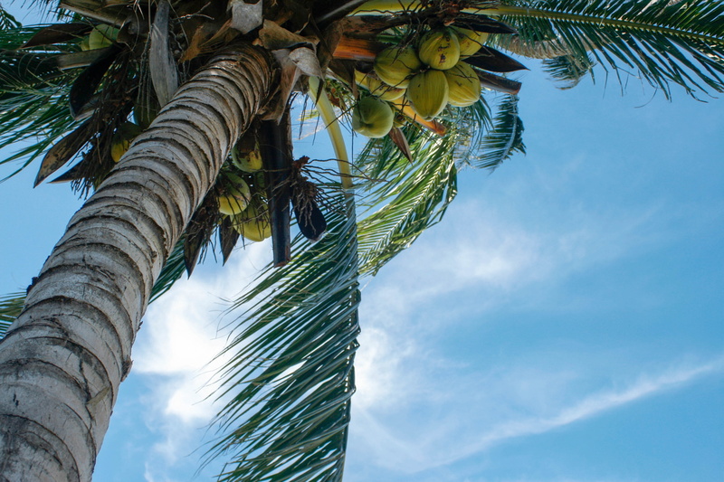 palm leaf, day, outdoors, 4K, happy, no people, blue, 7 days week, sky, tour, water, tropical climate, leaf, coconut palm tree, Sea, food and drink, tropical tree