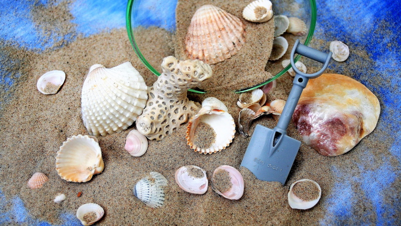 pastel, animal wildlife, ferie, still life, the delicacy, corals, close-up, a lot of shells, desire, sea, choice, spa, colour, decoration, fiction, pebble