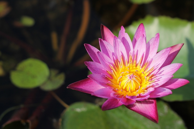 close-up, drops, rain, freshness, the environment, pink color, autumn leaves, plant, focus on foreground, growth, lotus, leaf, outdoor, houses, no people