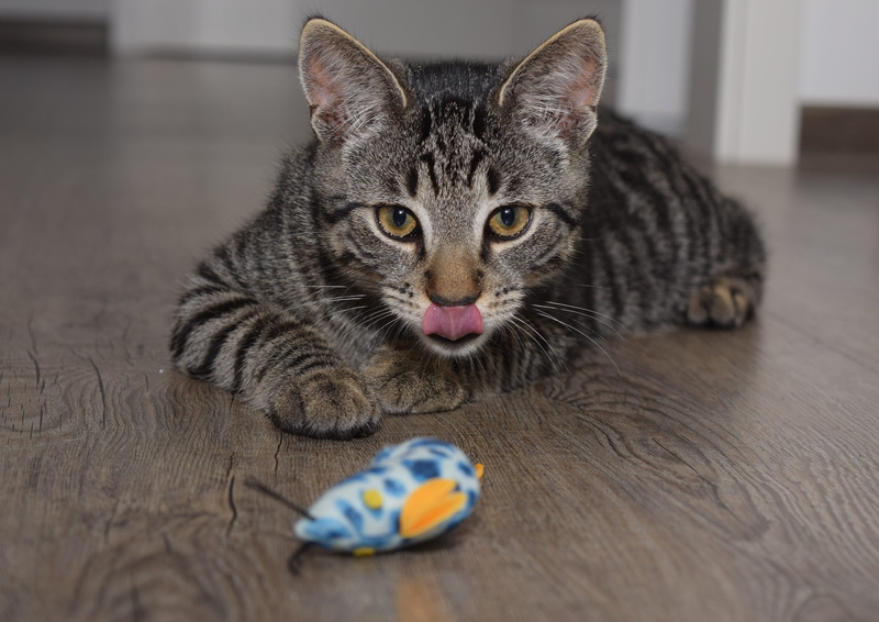 hunting, indoors, cat, no people, 5K, domestic cat, tabby, portrait, pinch, one animal, lurking, vertebrate, looking at camera, cute, flooring, mammal