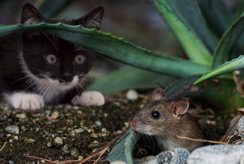 emotional, nature, fun, domestic cat, fur, hunting, pinch, sweet, small, predator, furry, funny, animal wildlife, brown mouse, attention, pet, playful