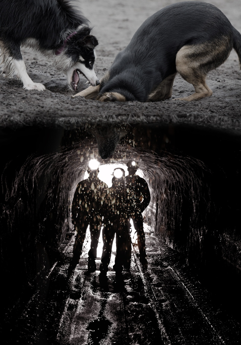 illuminated, full length, 4K, composing, togetherness, vertebrate, pinch, digging, group of animals, people, dogs, photo montage, fun photo, earth, outdoors