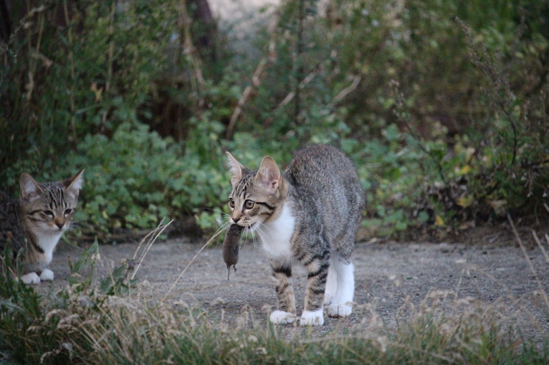 young animal, two animals, mouse, mouth, cat baby, silver, mammal, 5K, cat, portrait, pets, animal wildlife, whisker, pinch, plant, kitten, carrying, land