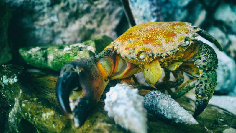 claw, crab, rock - object, no people, angry, orange, sea life, face, outdoors, brown, nature, 2K, vertebrate, animal wildlife, scary, animal, marine, pinch