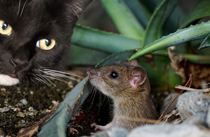 5K, plant, shallow, animal eye, mouse, mammal, emotion, whisker, hunting, fur, vertebrate, emotions, pets, domestic, portrait, black, funny, focus, attention