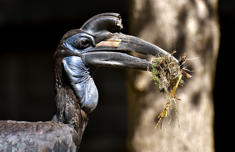nature, day, photography, focus on foreground, beak, tierpark hellabrunn, zoo, animal world, eating, one animal, black, vulture, animal themes, animal head
