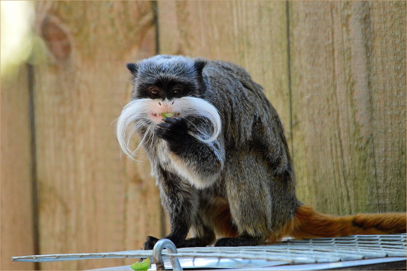 animal, 1080P, animals in the wild, no people, vertebrate, zoology, nature, environment, pinch monkey, one animal, outdoors, Monkey, wilderness, sitting
