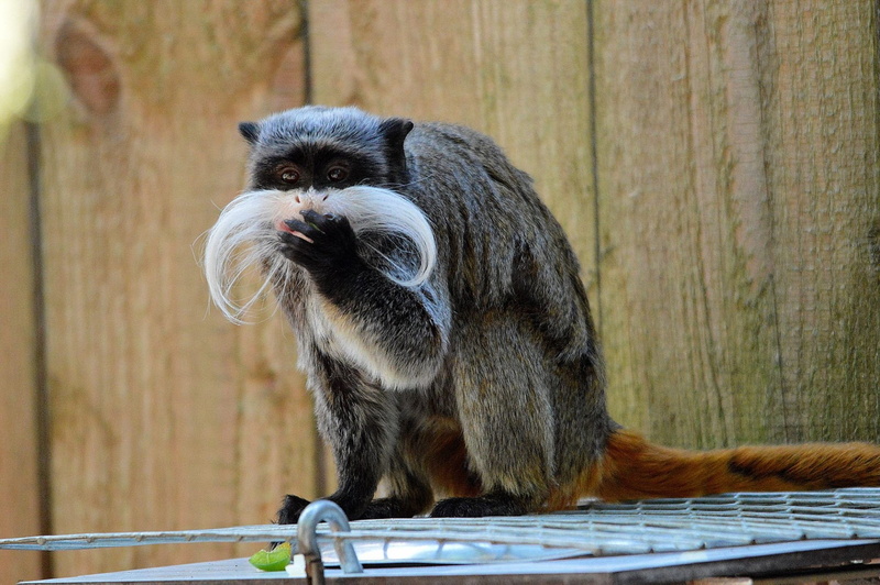 primate, hair, vertebrate, wildlife, zoology, nature, mammal, outdoors, sitting, pinch monkey, people, monkey, cotton tamarin, one animal, animals in the wild