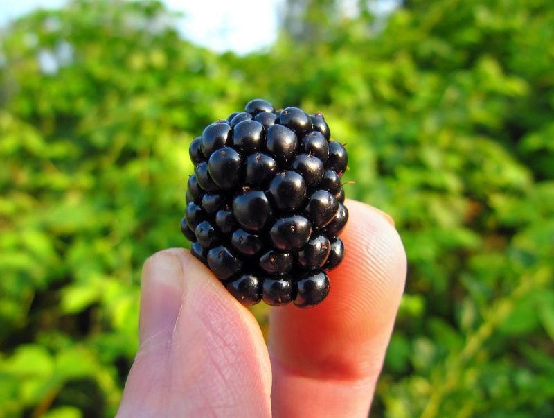 diet, closeup, big, one, healthy, black, food, soft fruit, 2K, shiny, healthy eating, natural, one person, fresh, fruit, macro, nature, small, plucked