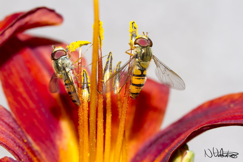 Pollen, fly, UK, animal, pair, Garden, close-up, Manic, Hoverfly, Macro, insect, 5K, orange, Canon  7D, Outdoors, Valentine, yellow, bee, nature, bees