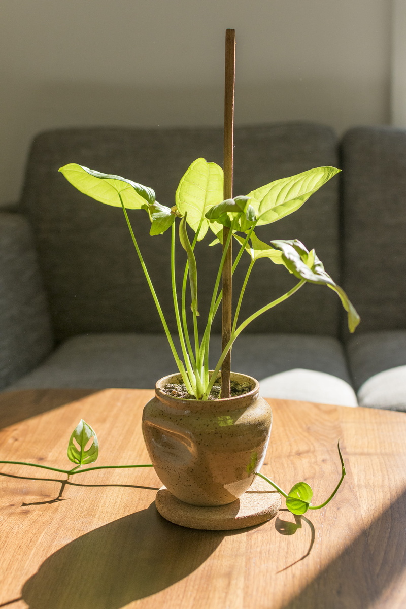 close-up, plant, dots, dirt, pot, speckled, plant part, green color, morning, united states, pinched pot, day, green, beauty in nature, stick, potted plant