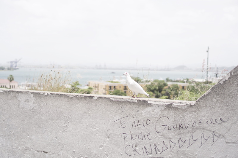 puerto rico, built structure, te amo, one animal, outdoors, port, pinche, animal wildlife, haze, architecture, animals in the wild, looking, no people