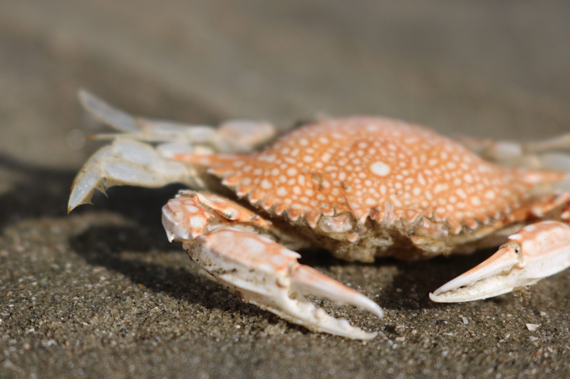 shore, sand, food, claw, crab, animal, close-up, crustaceans, pinch, shellfish, no people, 5K, beach, outdoor, coast, sun, animal themes, nature, summer