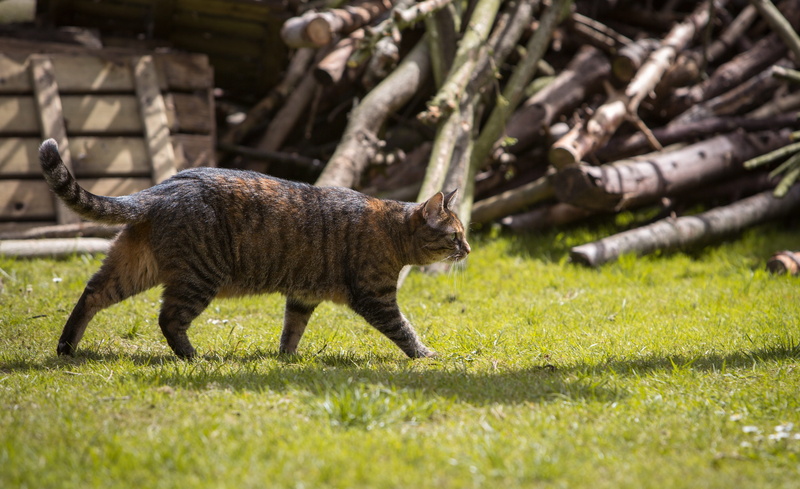 mieze, animal world, Domestic Cat, catch, prey, vertebrate, waiting for, sunlight, mammal, predator, cat, animal themes, adidas, mouse, land, feline, domestic animals
