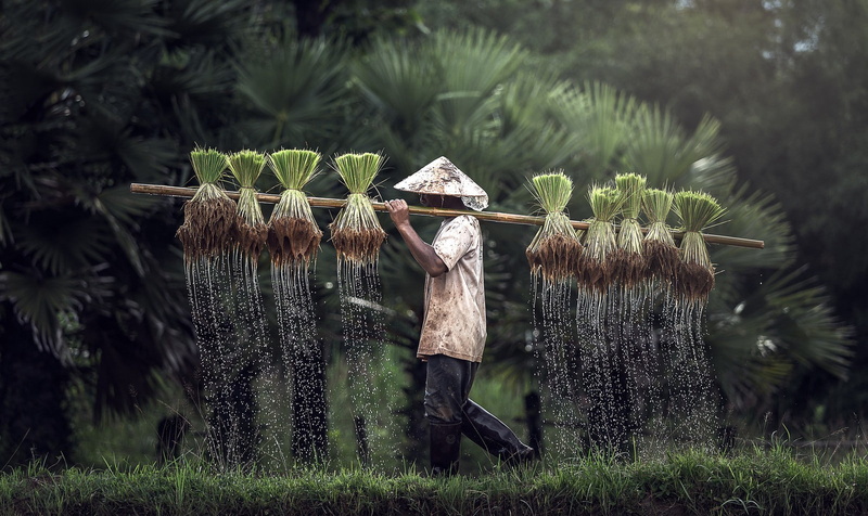 day, grass, land, plant, farm, occupation, outdoors, farmers, obscured face, people, nature, clothing, hat, farmer, working, gardening, 720P, field, asian style conical hat
