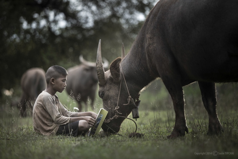 plant, nature, mammal, children, animal wildlife, pets, herbivorous, land, Thailand, field, childhood, 720P, buffalo, profile view, people, one animal
