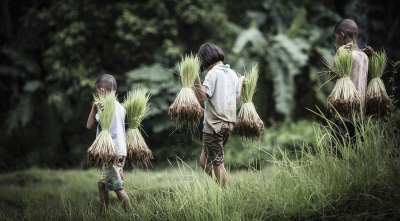 farmers, field, real people, girls, child, teenager, 720P, casual clothing, tree, family, land, standing, adult, childhood, people, females, plant, outdoors