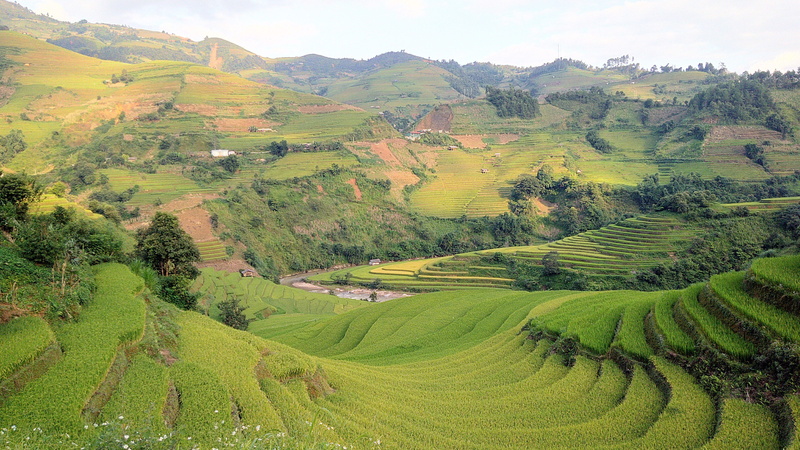 mountain, green color, tranquil scene, crop, environment, land, tranquility, minority, no people, terraced field, rice - cereal plant, vietnam, farm, field