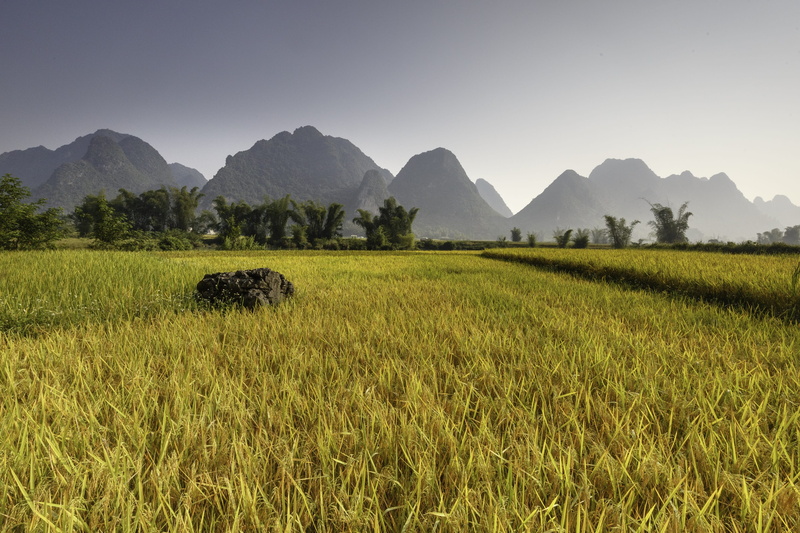 land, mountain, 2K, eco, rural scene, field, local, plateau, outdoors, grass, crop, mountain range, environment, cereal plant, landscape, vietnam, rice paddy