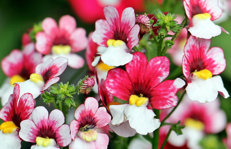 market stall, focus on foreground, green Color, multi Colored, red, springtime, flowers, no People, blossom, vulnerability, close-up, 1080P, farmers local market