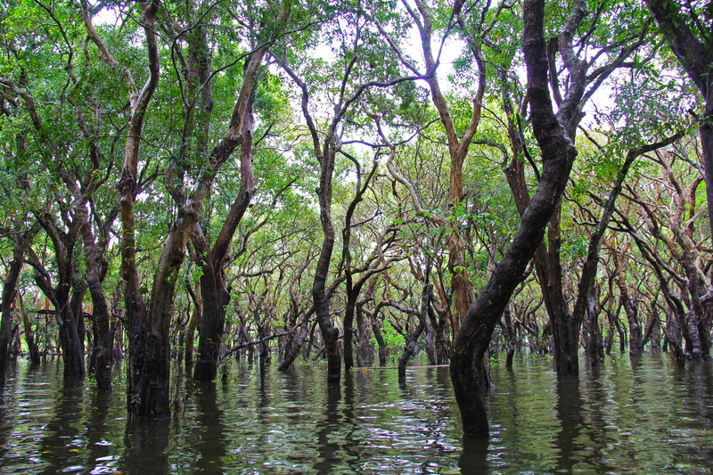 mangrove forest, beauty in nature, villages, nature, tree, reflection, siem reap, local, mangrove, plant, summer, photography, 2K, no people, beautiful