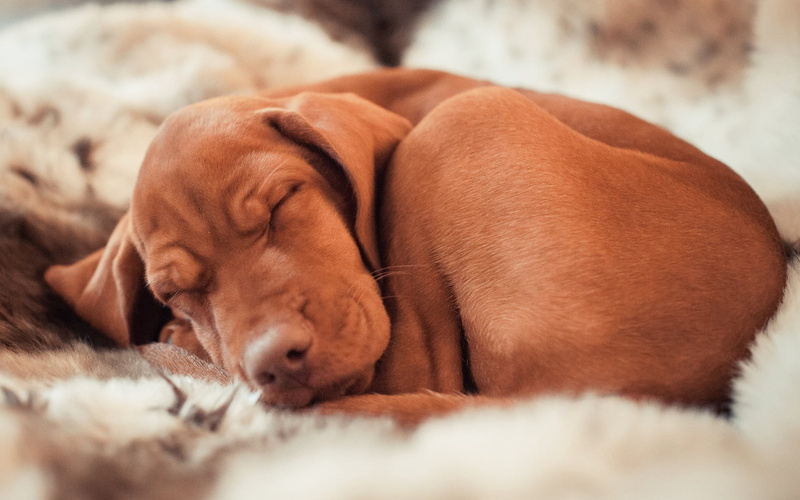 tan, domestic animals, animal head, brown, furniture, canine, hungarian vizslas, napping, indoors, dog, animal themes, coated, puppy, lying down, ennio