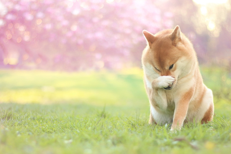 lawn, bokeh, light, glade, Shiba inu, garden, 2K, pose, Shiba, nature, grass, greens, green, background, sitting, face, paw, dog, spring, pink