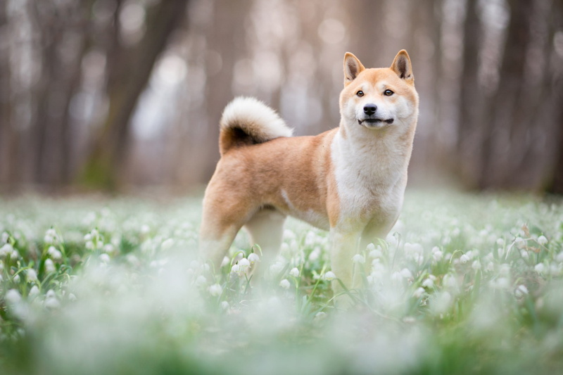 cute, puppy, face, blur, dog, Park, bokeh, nature, look, snowdrops, flowers, forest, glade, Shiba, Shiba inu, background, 1080P, spring, trees