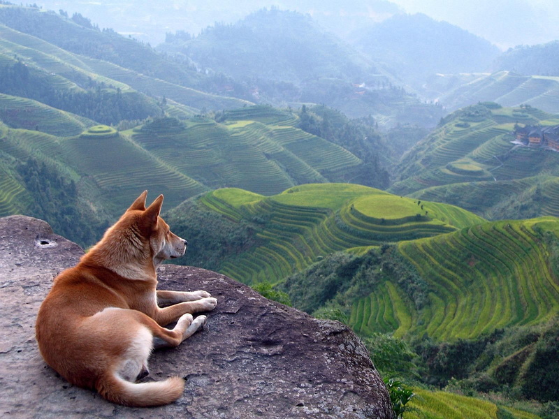 animals, pets, Shiba Inu, domestic, plant, terraces, beauty in nature, relaxation, land, landscape, one animal, mammal, environment, animal, dog, field