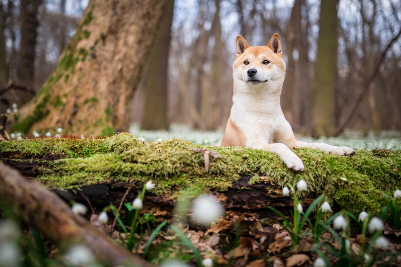 glade, snowdrops, face, log, spring, tree, Shiba inu, flowers, 1080P, forest, nature, dog, Park, background, look, puppy, Shiba, moss