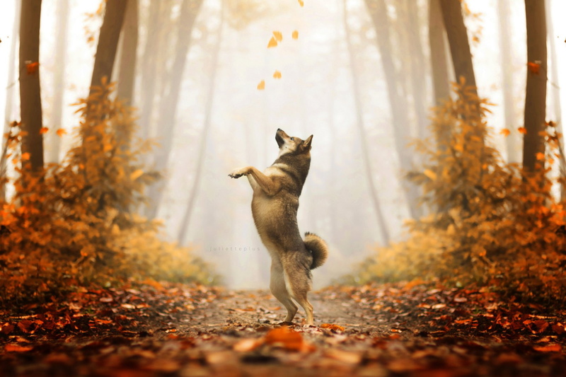 Dogs, Shiba Inu, 1080P