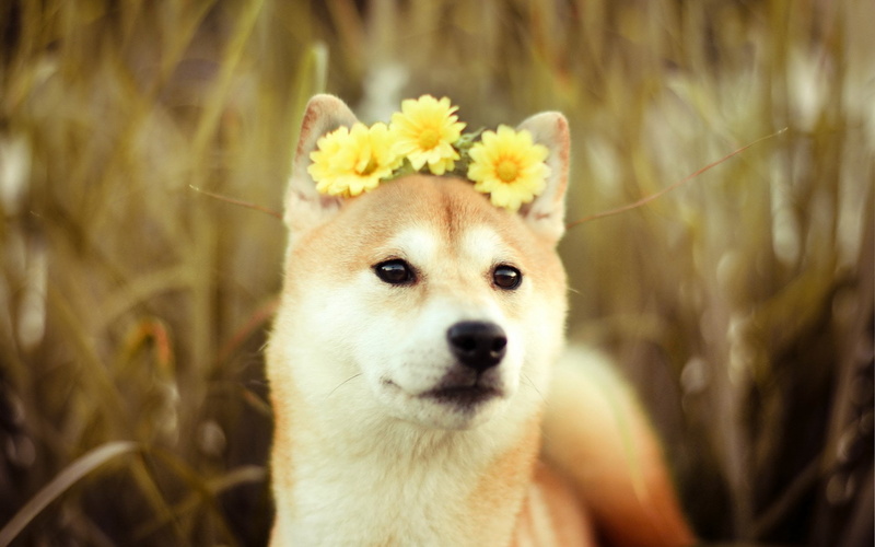 domestic, close-up, one animal, Cute, day, mammal, 1080P, plant, domestic animals, flowering plant, animal themes, canine, nature, animal head, dog, animal