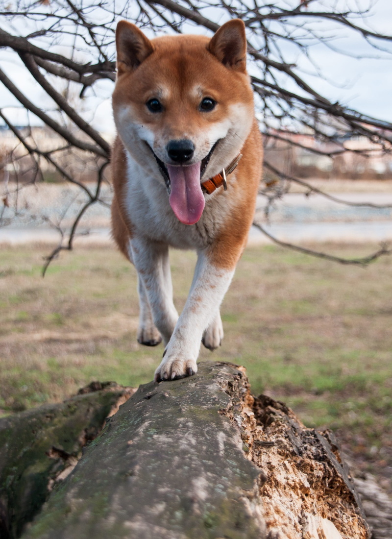 animal, animal themes, mouth open, shiba, one animal, land, dog, domestic animals, branch, pets, no people, field, vertebrate, 2K, outdoors, mammal, shiba inu