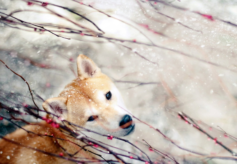 1080P, Dogs, one animal, day, animal themes, tree, nature, plant, outdoors, animals in the wild, close-up, winter, no people, snowing, Shiba Inu, mammal