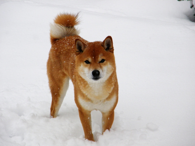 snowing, canine, pets, domestic animals, japanese spitz, winter, cold temperature, animal themes, 2K, looking at camera, shiba, mammal, portrait, shiba inu