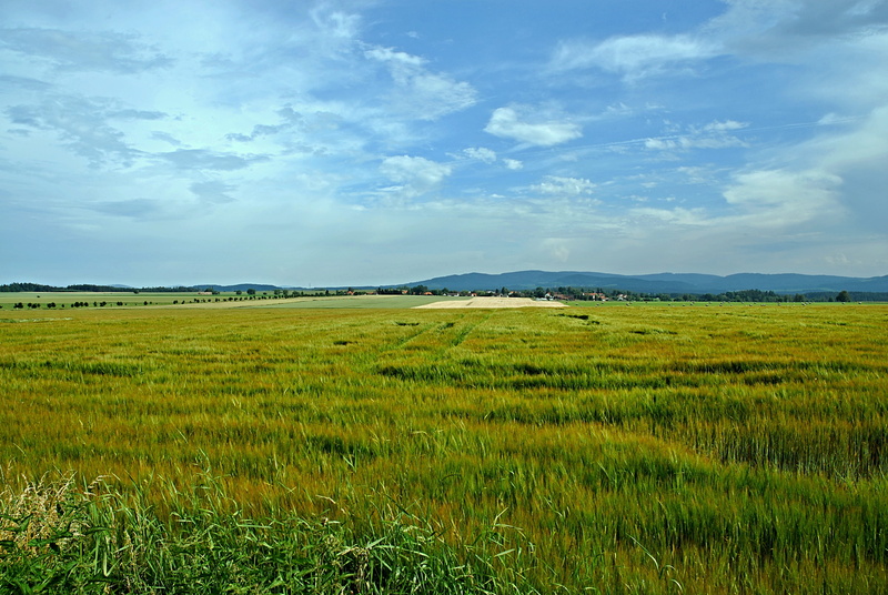 tranquil scene, land, field, beauty in nature, bohemia, summer, southern, green color, agriculture, mojné, nature, plantation, blue, idyllic, the swearing