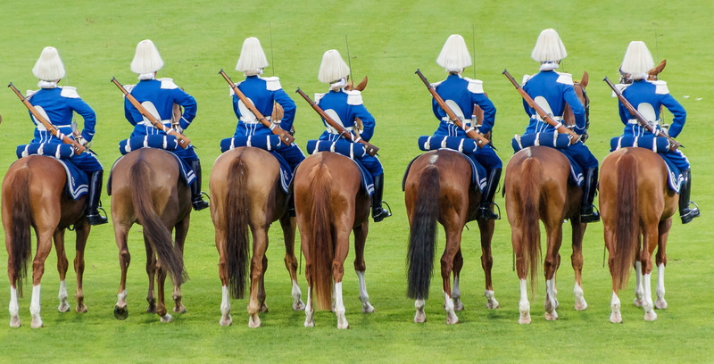 reiter, animal wildlife, plant, animal themes, grass, guard, day, animal, herbivorous, horse, group of animals, nature, celebration hour, uniforms, solemnly