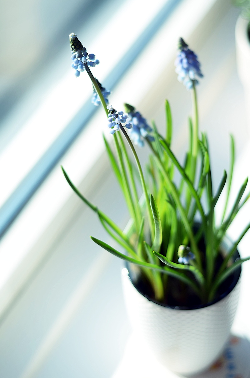 green, plant part, freshness, beauty in nature, leaf, easter, calm, sunlight, plant, close-up, fresh, flowering plant, day, no people, restart, potted plant