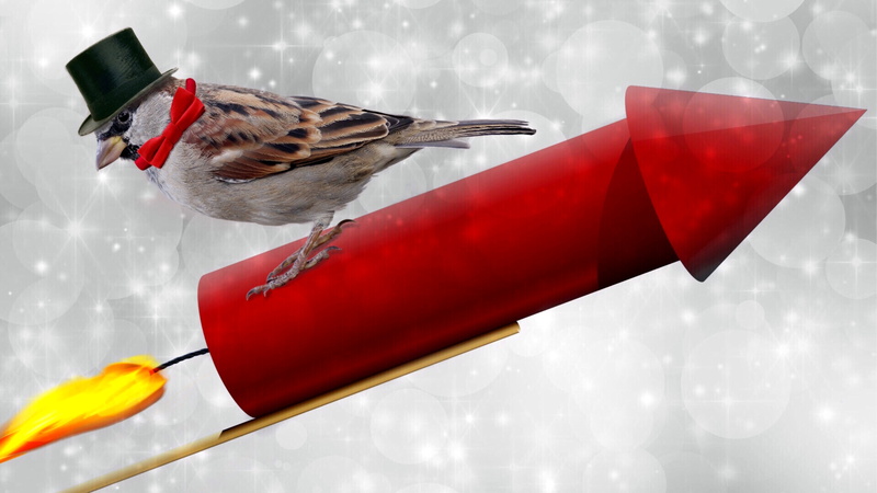 restart, wearing, day, animal, take off, greeting card, animal themes, no people, animals in the wild, new years day, animal wildlife, celebrate, motion