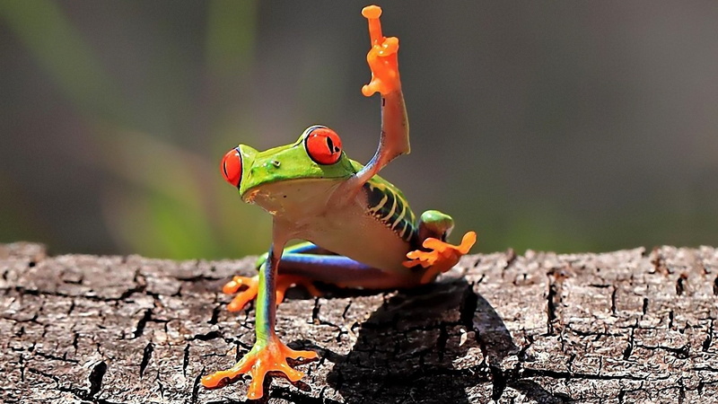 hd, 1080P, frog, x, Red-Eyed Tree Frog, amphibians, tree, animals, art, frogs, redeyed