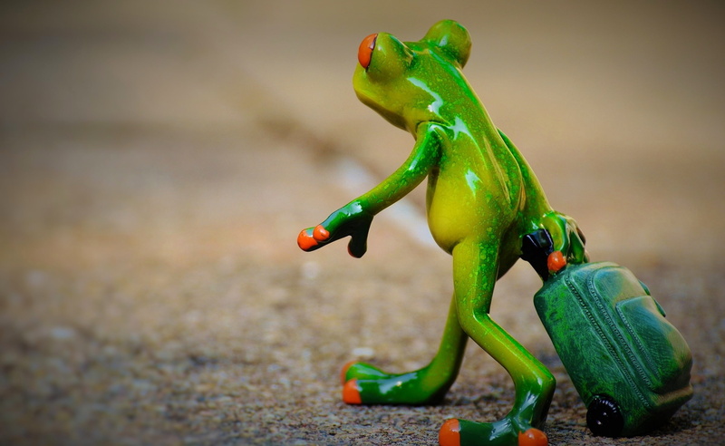 no people, land, 2K, animal, toy, GoAway, amphibian, figurine, Farewell, animal representation, close-up, animal wildlife, nature, holding, Holdall, Frog