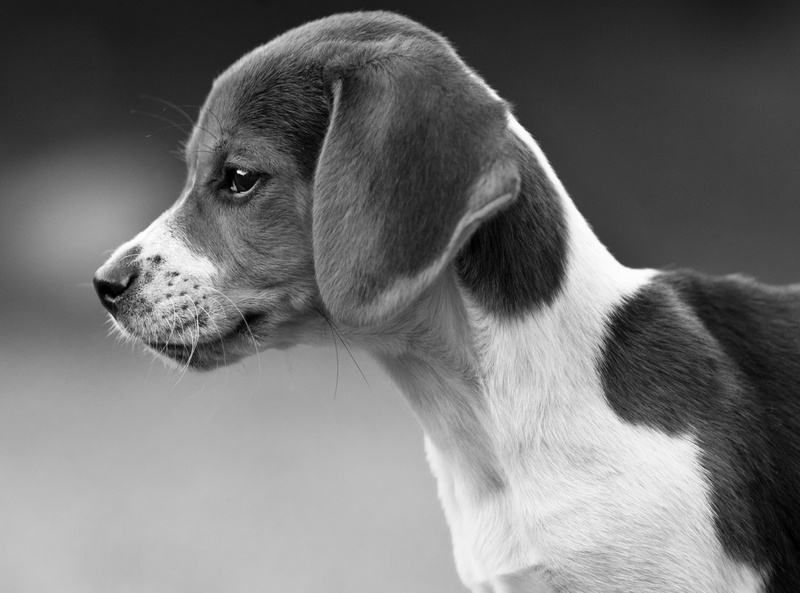 dog, animal, Black and White, one animal, photography, pets, vertebrate, los angeles, canine, Beagle, Big Tujunga Canyon, 2K, indoors, animal head, make
