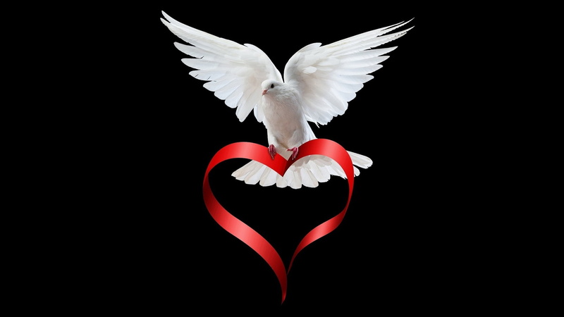 wallpapers, no people, android, valentines day - holiday, one animal, elegant, animals in the wild, red, good, heart shape, phone, animal body part