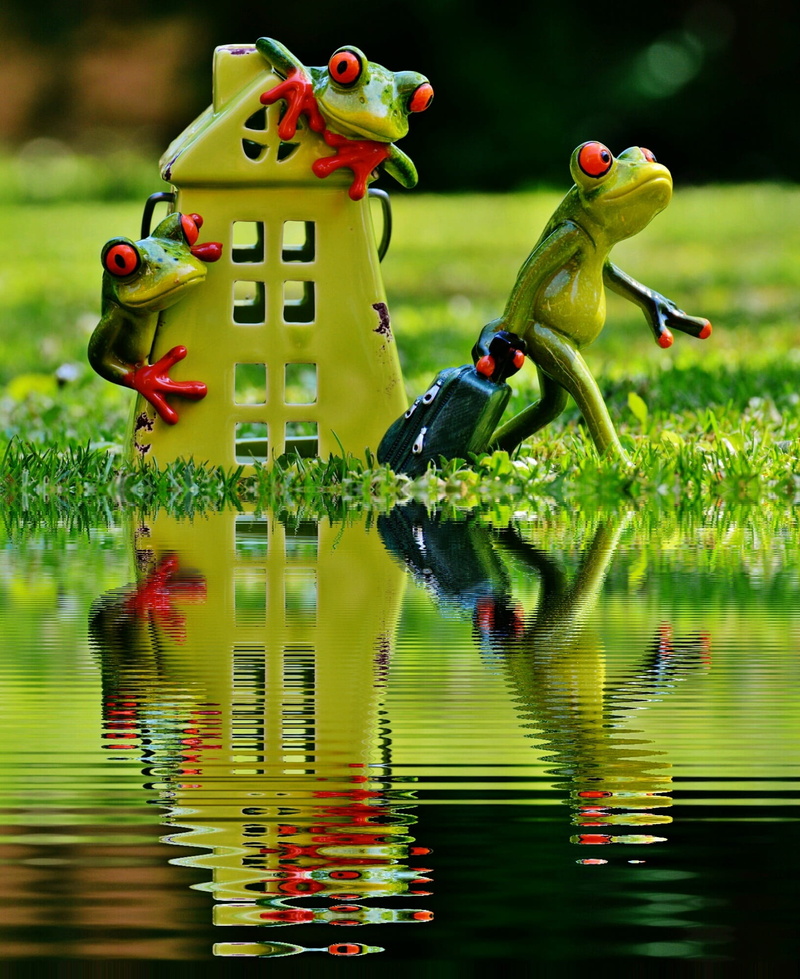waterfront, vertebrate, travel, toy, 1080P, cute, day, duck, lake, trolley, on the go, frog, representation, farewell, animal wildlife, reflection, water
