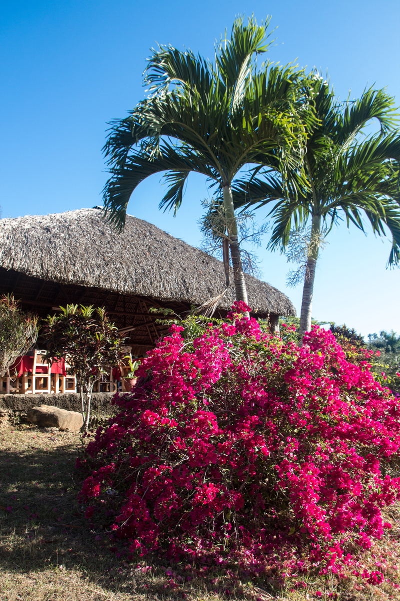 travel Destinations, beach, tress, vacations, building exterior, plant, sunlight, two, near, day, Palm Trees, Bush, Thatched Roof, building, sky, flowering plant